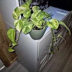 Starter Size Hawaiian Golden Potho plant