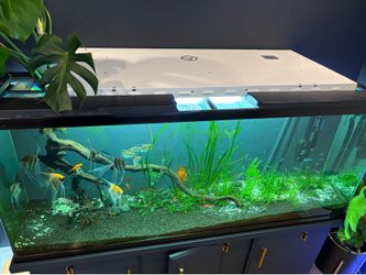 Best Aquarium LED You Will Ever Find!! Grow Light 70% Off!!