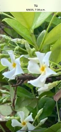 Jardín asiático flor aromática