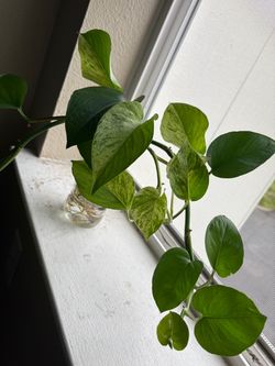 Pothos Rooted Cuttings