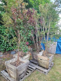 Lagerstroemia trees