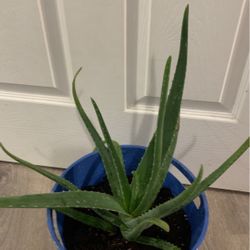 Aloe-vera