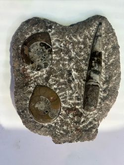 Fossil Display Piece – Ammonite & Orthocer