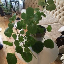 Beautiful Plants ! Perfect Present 