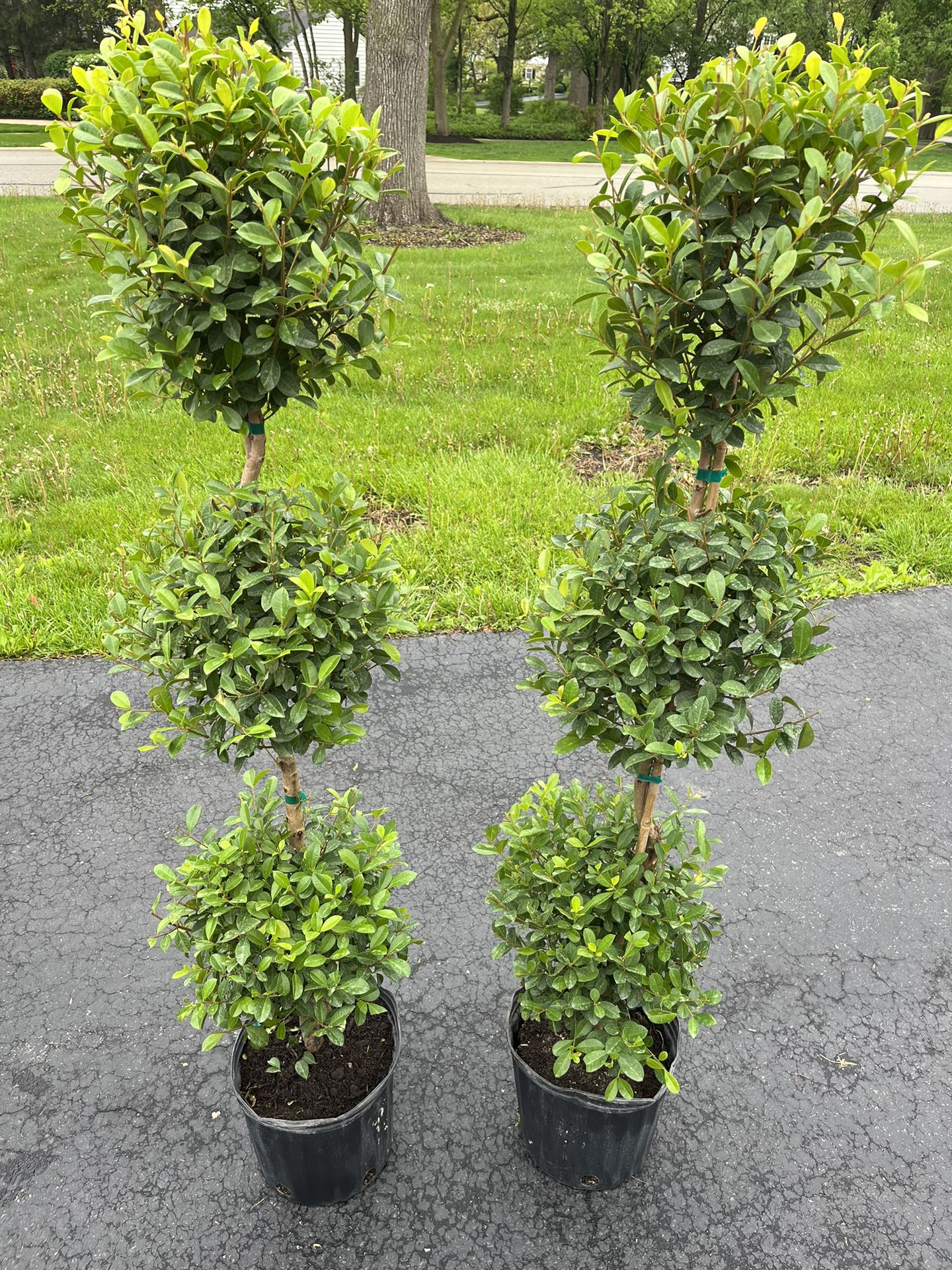 Set Of Two Topiary Trees