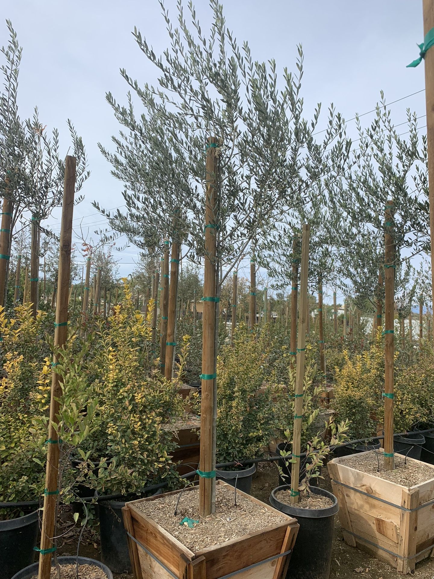 Olea europaea ‘Wilsonii’ - Wilson Fruitless Olive Tree, shade tree 24” Box