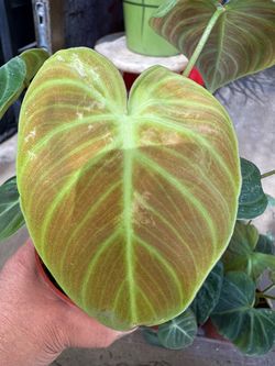 Big Philodendron El Choco Red