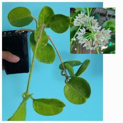 Hoya Australis Plant