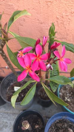 Planta  plumaria pink and yellow