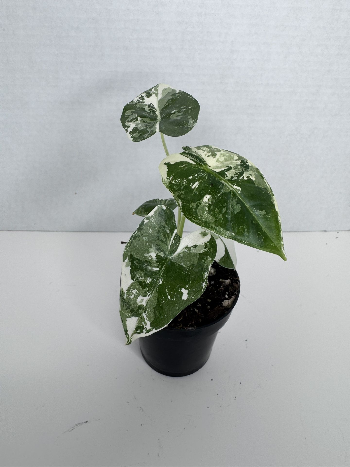 Alocasia Frydek Variegated Plant 