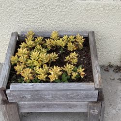 “Outdoor Planter & Succulent Garden  Pieces