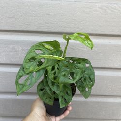 5” monstera wide form