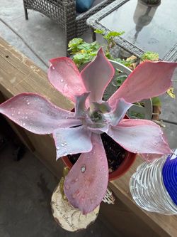 After glow succulent