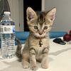 Gigi