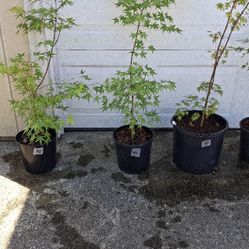 Maple Trees 