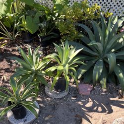 AGAVE PLANTS IN POT FOR SALE IN LARGO 