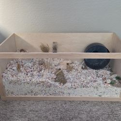 Rehoming Hamster - Custom Hamster Enclosure And Supplies Included 