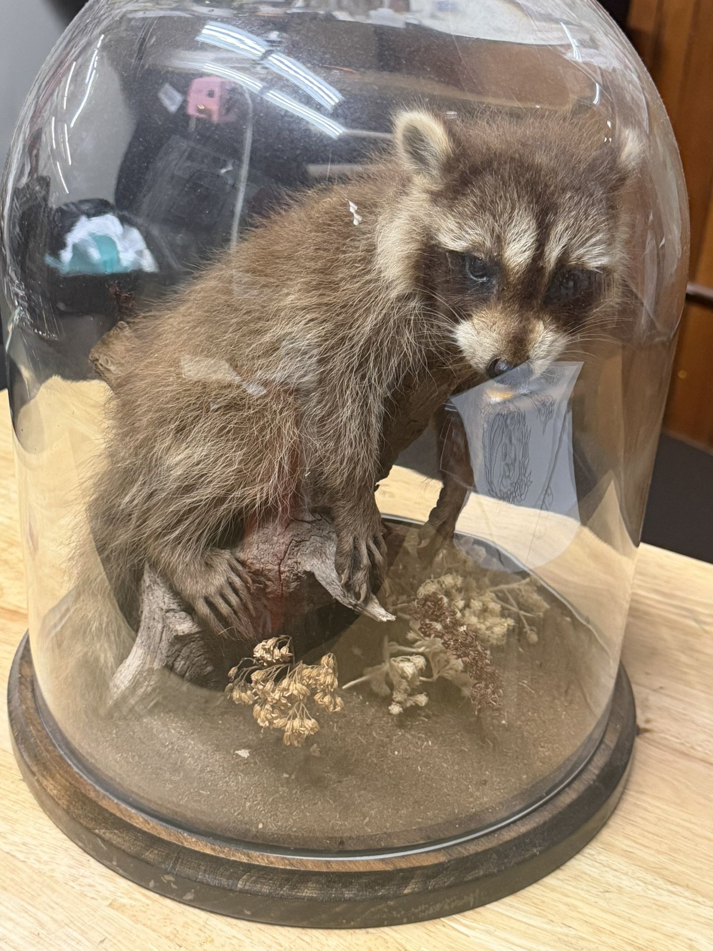 Antique Taxidermy Raccoon With Glass Dome