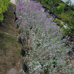 Cenizos Planta 3gallones Bushes