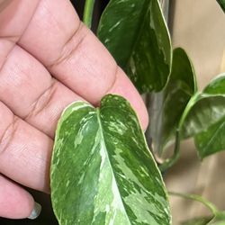 Variegated Epipremnum Albo Cutting ( Pls Read Description Below)