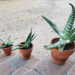 Aloe Plants In Terracotta Pots