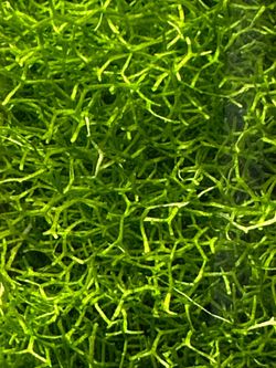 Riccia Fruitans “Crystalwort”