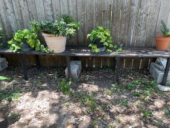 Long homemade plant stand; aged but works great. Corner metal supports but for integrity must use concrete cinder blocks; includes all plants. Must pi