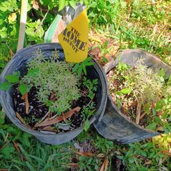 40 Tagaste/Tree Lucerne/Fodder For Goats, Chickens Or Rabbits