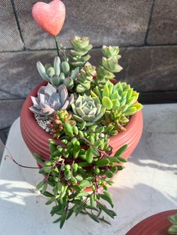 Succulent in pot