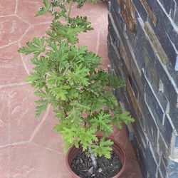 Cintronela Plant