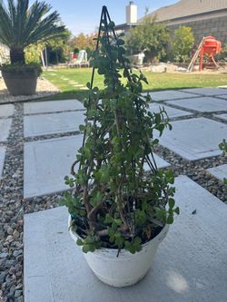 Money plant