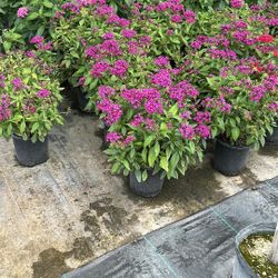 Penta 1 Gallons - Colorful Year-round Flowers
