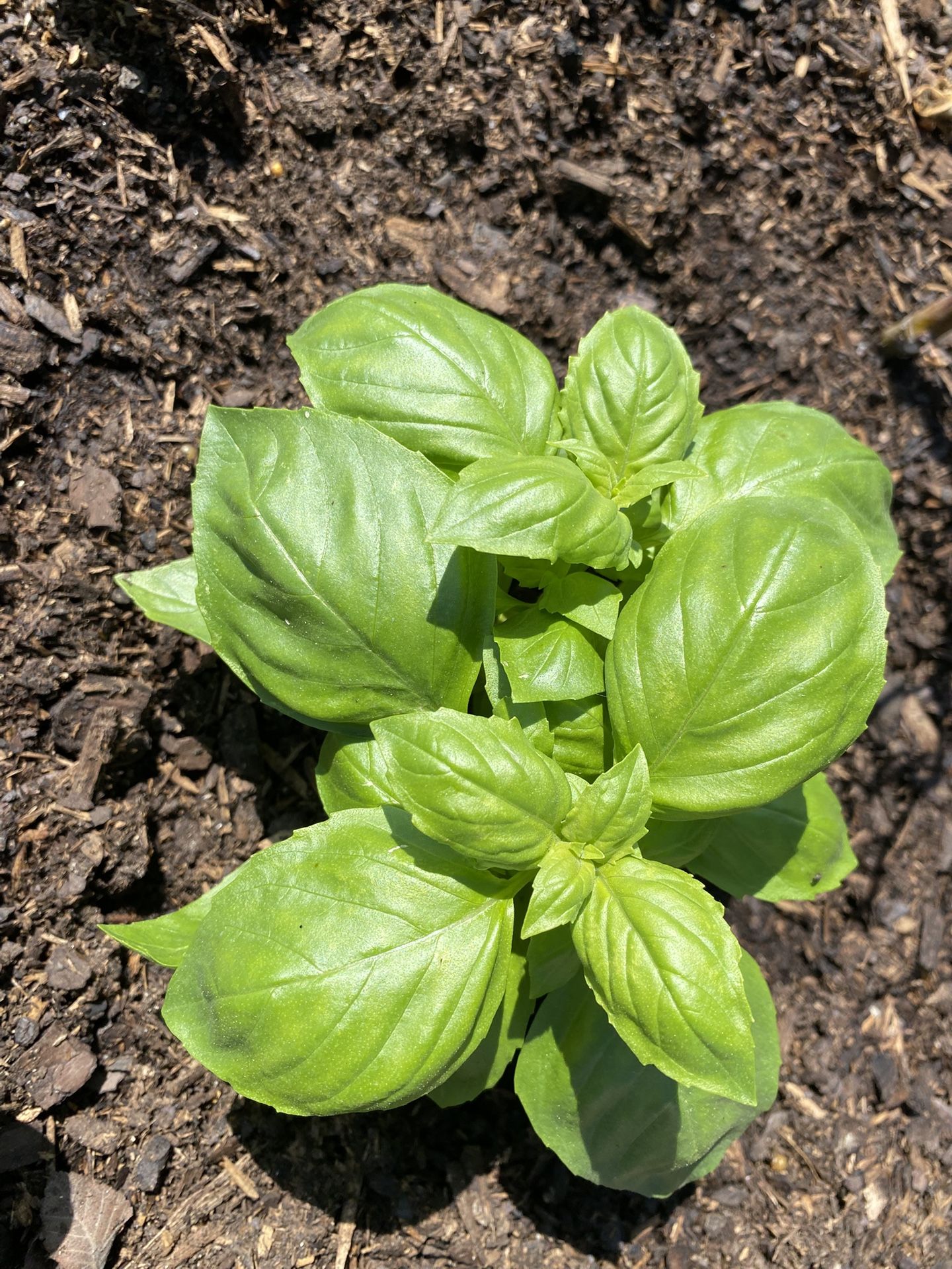 Sweet Basil Plant