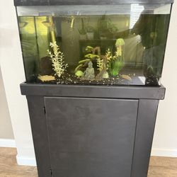 Fish Tank 