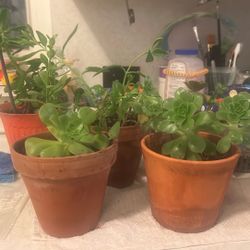 Succulent plants