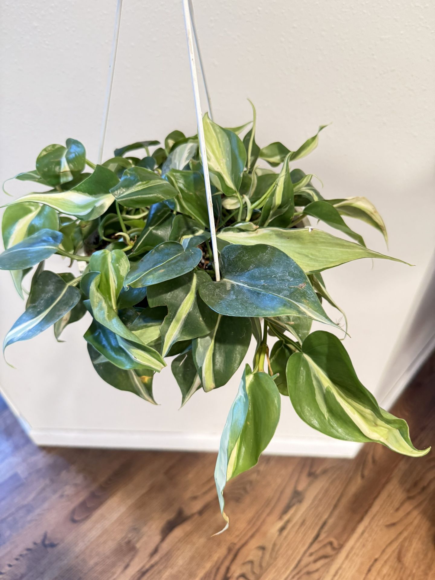 Houseplant Philodendron Cream Splash Variegated