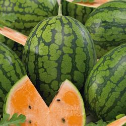 Orange tendersweet watermelon seedlings
