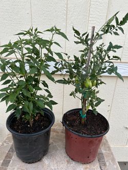 Medium chili de Arbol and Roma tomato plants in 3 gl. $5 each
