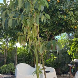 Avocado Tree 🥑