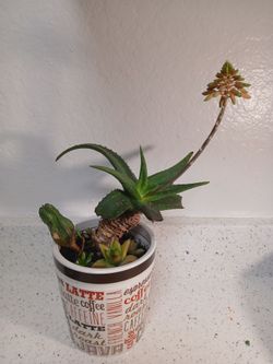 Tiger Aloe, Tanzanian Zipper Plant, Lipstick Plant, Coleus Caninus, Aeonium, Gollum Jade, Sedum Morganianum, Moonstone Sedum