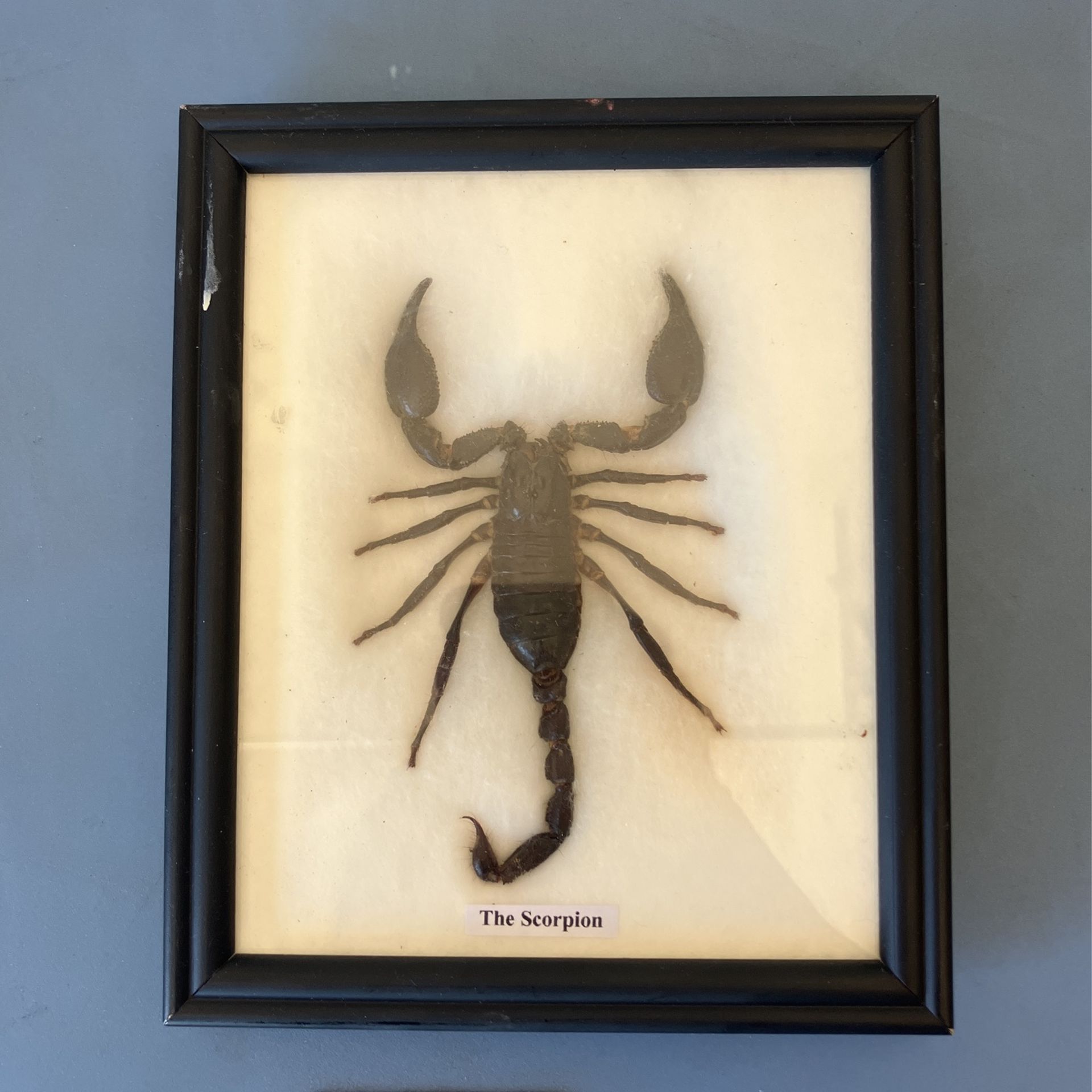 Scorpion