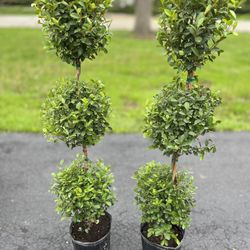 Set Of Two Real Topiary Trees 