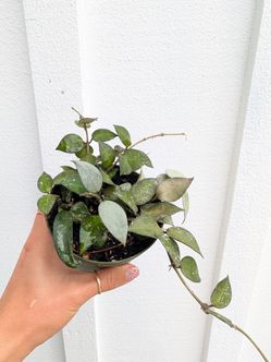 Hoya Krohniana Eskimo/Silver Splash Plant 4" Pot - Indoor House Plants