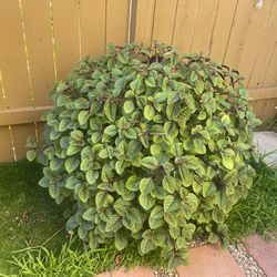 Swedish Ivy Very Large