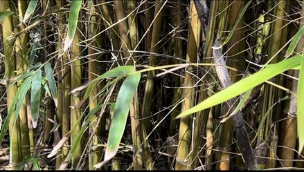 Privacy Hedge Clumping Bamboo