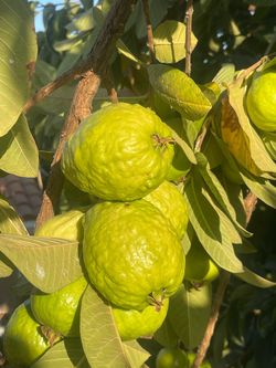 Sweet and crunchy guavas