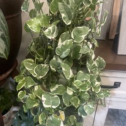 HERMOSAS PLANTAS NATURALES “N-Joy POTHOS PLANT “