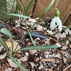 Snowdrop galanthus plant 10 bulbs