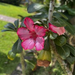 Pink Dessert Rose 