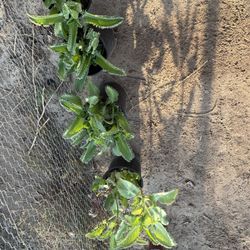 Plants 